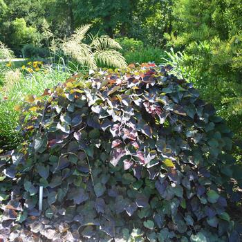 Cercis canadensis 'Ruby Falls' (164766)