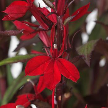 Lobelia x speciosa Starship™ 'Scarlet Bronze Leaf' (164777)