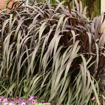 Pennisetum purpureum Graceful Grasses® 'Vertigo®' (165196)