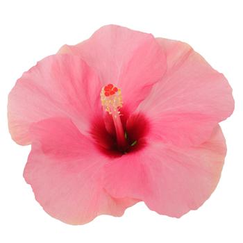 Hibiscus HibisQs® 'Adonis Pink' (165673)