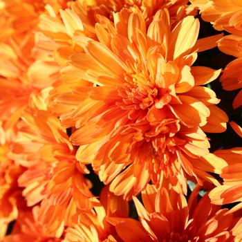 Chrysanthemum x morifolium Sunbeam 'Orange' (165705)