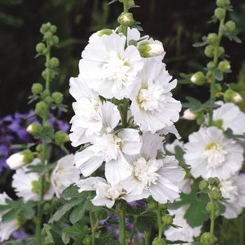 Alcea rosea Spring Celebrities 'White' (165904)