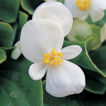 Begonia semperflorens Monza™ White '' (165952)