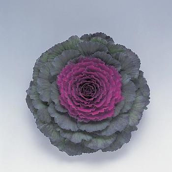 Brassica oleracea Pigeon™ Purple '' (165990)
