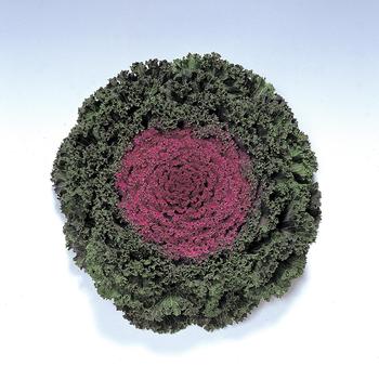 Brassica oleracea Kamome™ Red '' (165994)