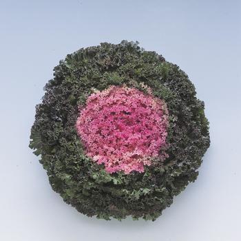 Brassica oleracea 'Kamome Pink' (165999)