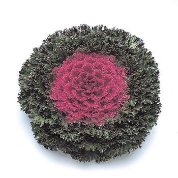 Brassica oleracea 'Glamour Red' (166002)