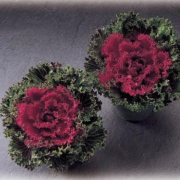 Brassica oleracea 'Glamour Red' (166003)