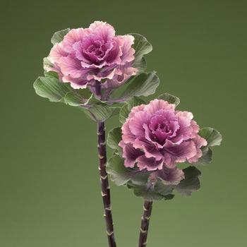 Brassica oleracea 'Flare Rose' (166019)
