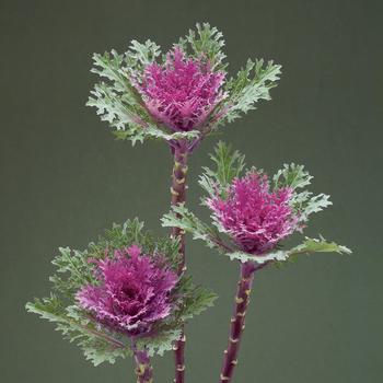 Brassica oleracea Crane™ 'Feather Queen' (166024)