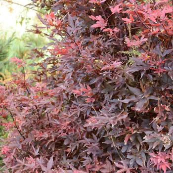 Acer palmatum 'Twombly's Red Sentinel' (166274)