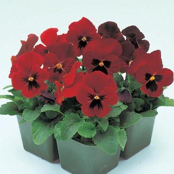 Viola x wittrockiana Nature™ 'Red with Blotch' (166525)