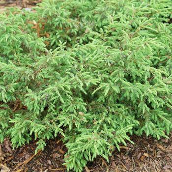 Juniperus communis 'Tortuga®' (166617)