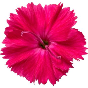 Dianthus 'Paint the Town Red' (167706)