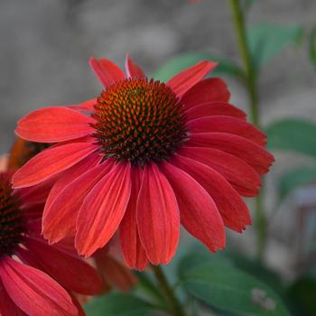 Echinacea Color Coded® 'Frankly Scarlet' (167711)