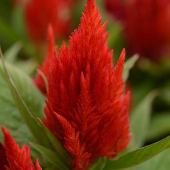 Celosia plumosa First Flame™ 'Scarlet' (167956)