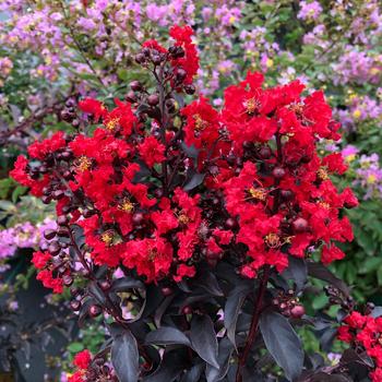 Lagerstroemia indica Center Stage® Red '' (168450)