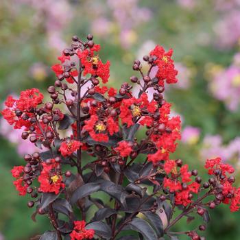 Lagerstroemia indica Center Stage® Red '' (168451)