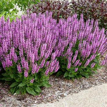 Salvia Color Spires® 'Back to the Fuchsia' (168486)
