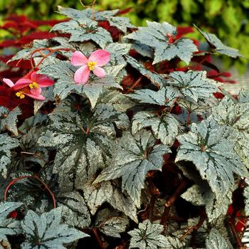 Begonia Holiday™ 'New Year's Eve' (168499)