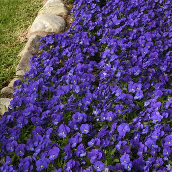 Viola cornuta Quicktime™ Blue '' (168622)