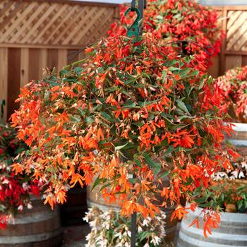 Begonia boliviensis Bossa Nova® 'Orange' (169661)
