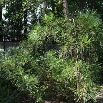 Pinus thunbergii '' (169828)