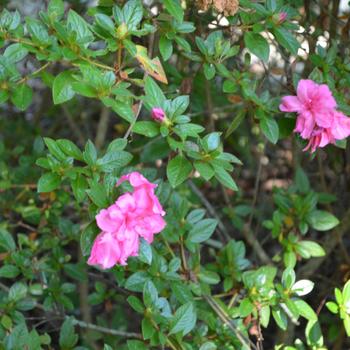 Rhododendron Encore® 'Autumn Princess®' (169868)