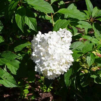 Hydrangea paniculata 'Vanilla Strawberry™' (169873)