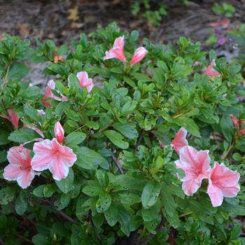 Rhododendron Encore® 'Autumn Sunburst®' (169876)