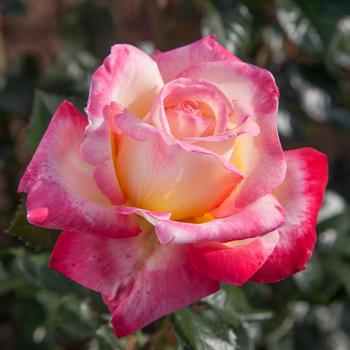Rosa 'Enchanted Peace™' (170743)