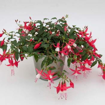Fuchsia Bellinto™ Red+White '' (171978)
