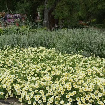 Petunia Easy Wave® 'Yellow Improved' (181746)