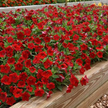 Petunia Easy Wave® 'Red Improved' (181748)