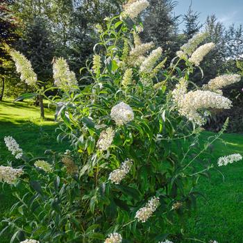 Buddleia Butterfly Towers™ 'White' (182944)