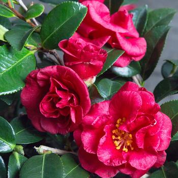 Camellia sasanqua Hot Flash™ 'Now Bella Rouge™' (183043)