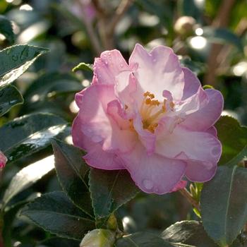 Camellia sasanqua October Magic® 'Orchid' (183442)