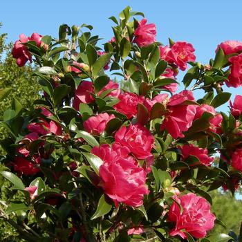 Camellia sasanqua October Magic® 'Rose' (183444)