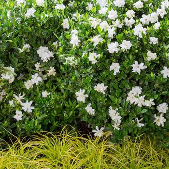 Gardenia jasminoides 'Jubilation™' (184159)