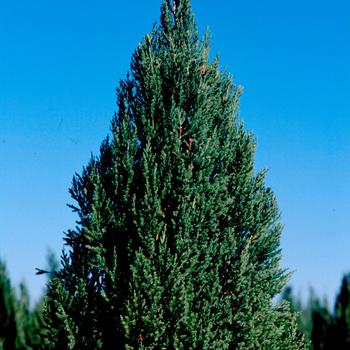 Juniperus chinensis 'Blue Point' (184333)