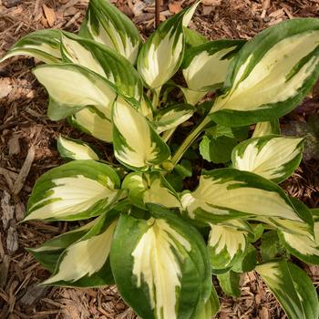 Hosta 'Fire and Ice' (185445)