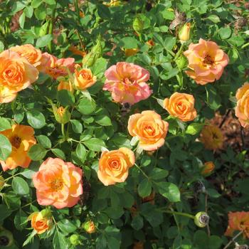 Rosa Sunrosa® 'Orange Delight' (186102)