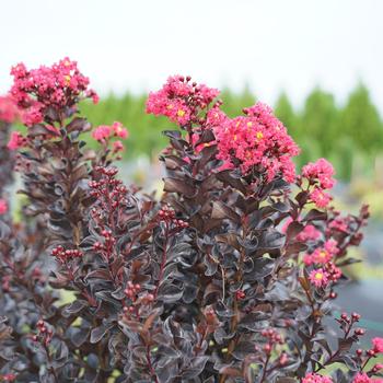 Lagerstroemia indica Center Stage® 'Pink' (186432)