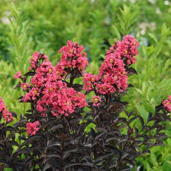 Lagerstroemia indica Center Stage® 'Coral' (187202)