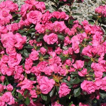 Rhododendron Walberton's® 'Pink Ruffles' (187328)