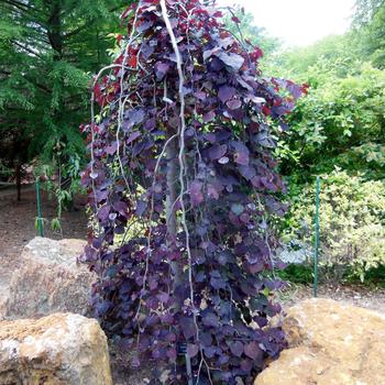 Cercis canadensis 'Ruby Falls' (187488)