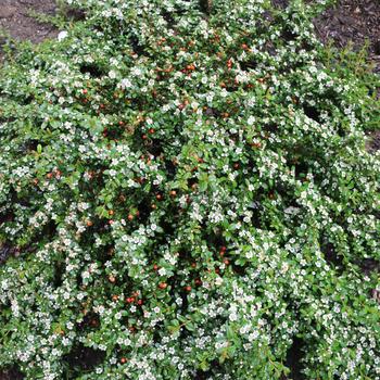 Cotoneaster 'Emerald Beauty' (187724)