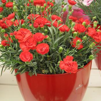 Dianthus Early Bird™ 'Chili' (187966)