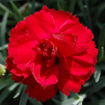 Dianthus Early Bird™ 'Radiance' (187972)