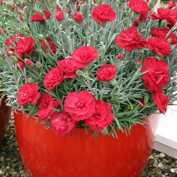 Dianthus Early Bird™ 'Radiance' (187973)